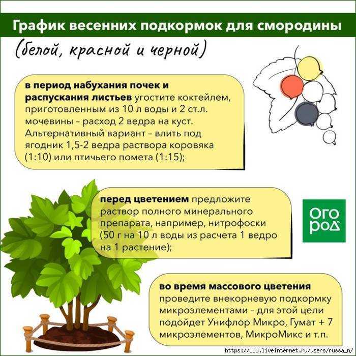 Посадка вишни осенью: оптимальные сроки, как правильно посадить дерево и ухаживать за ним после посадки