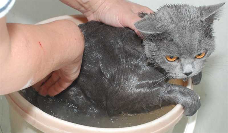 Как и чем кормить котят оставшихся без кошки | ваши питомцы