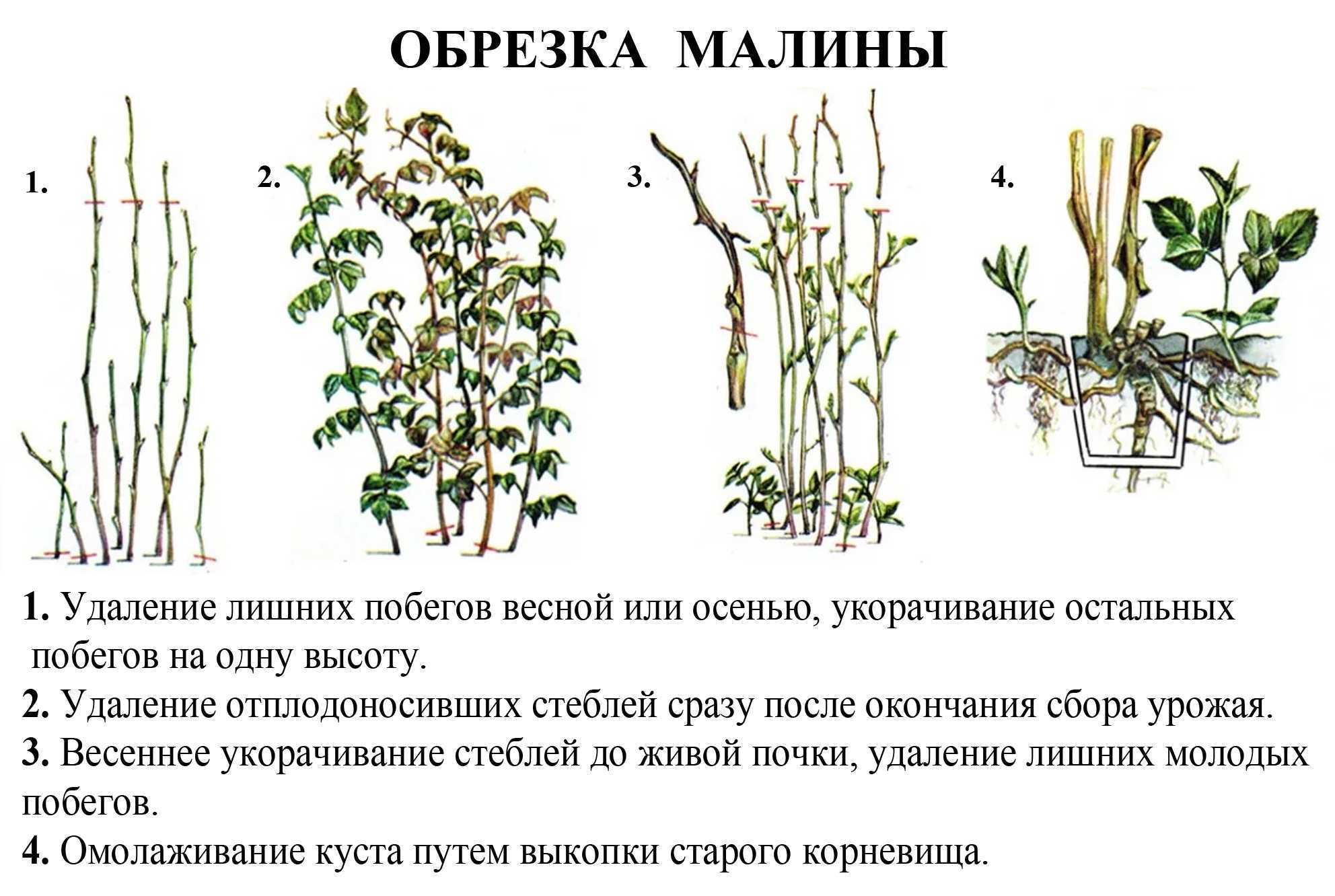 Как правильно сажать малину: пошаговая инструкция для начинающих. схема посадки малины - sadovnikam.ru