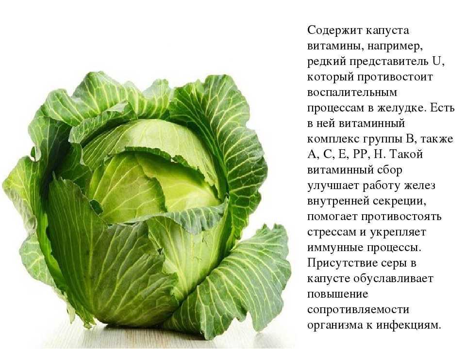 Как убрать горечь из квашеной капусты: почему горчит соленая капуста, что делать, можно ли есть, если она горькая после засолки