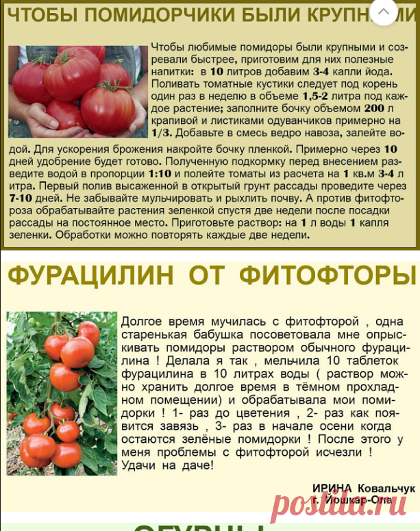Секреты грамотного ухода за томатами: как подкормить помидоры дрожжами в теплице и что это даст