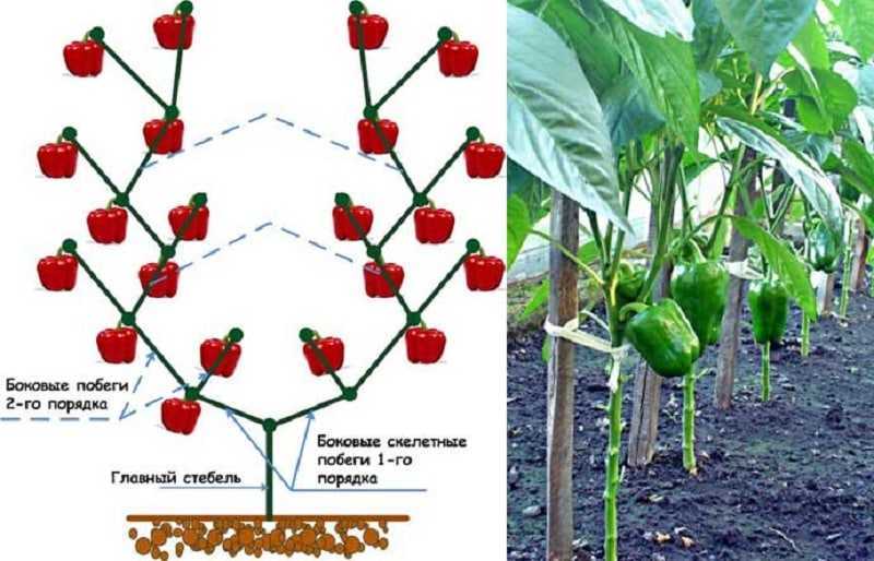 Пасынкование перца картинки