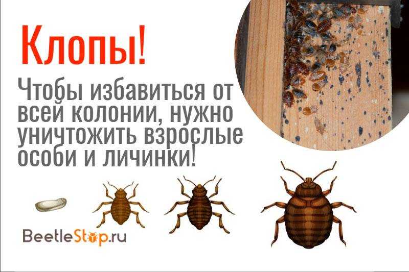 Где живут клопы в квартире