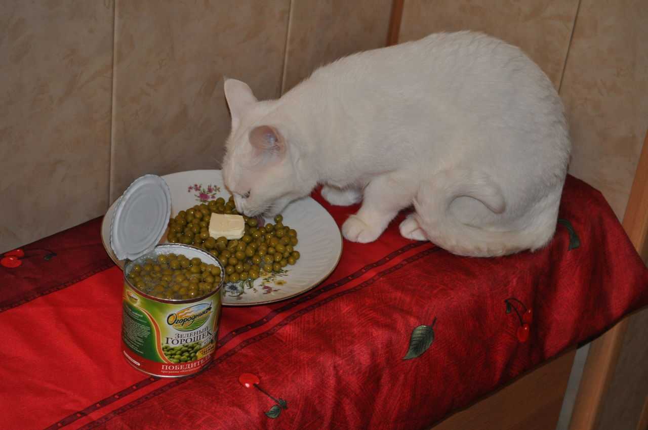 Почему коты любят маслины. почему кот любит оливки: причины, можно ли давать, польза и вред для животного. за что кошки любят оливки
