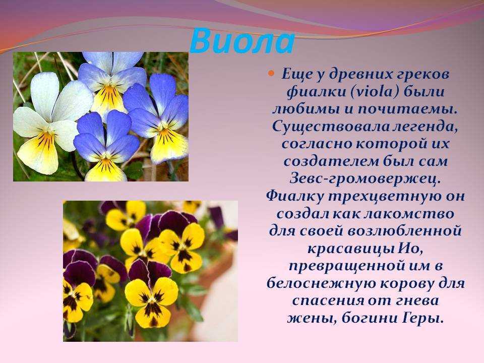 Анютины глазки легенда. Фиалка Анютины глазки. Фиалка трехцветная легенды.