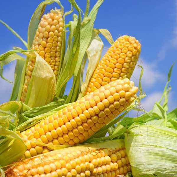 Варёная кукуруза: польза и вред для здоровья, калорийность
