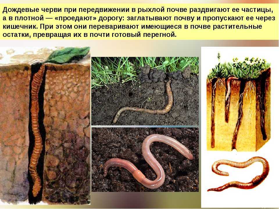 Как разводить дождевых червей на садовом участке