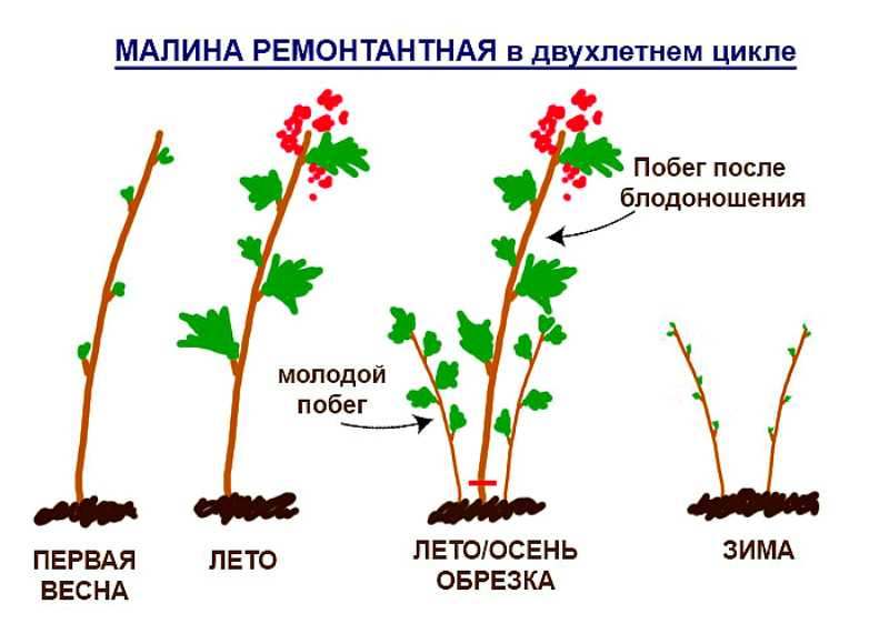 Схема посадки ежевики садовой