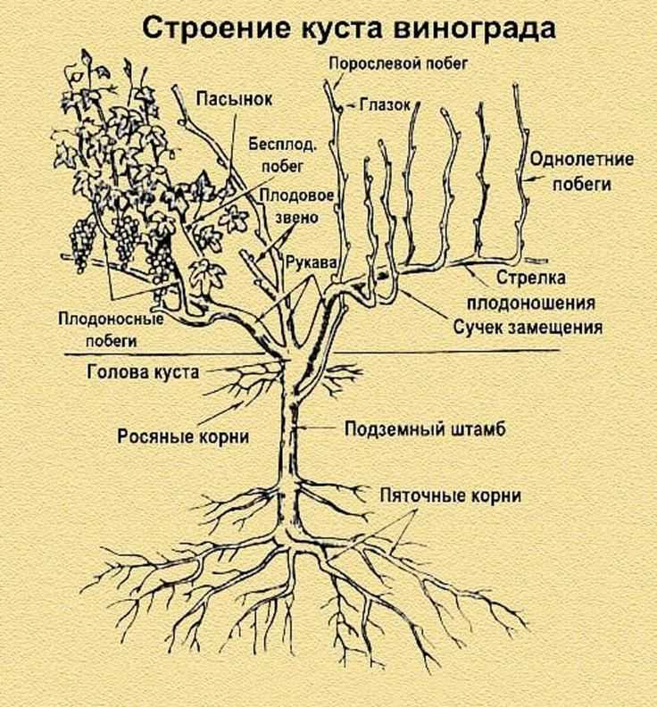 Летняя обрезка винограда в июне: схема для начинающих, фото