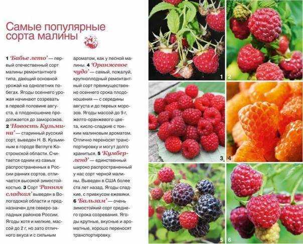 Уход за малиной весной на даче: когда начинать обработку | теплотехники
