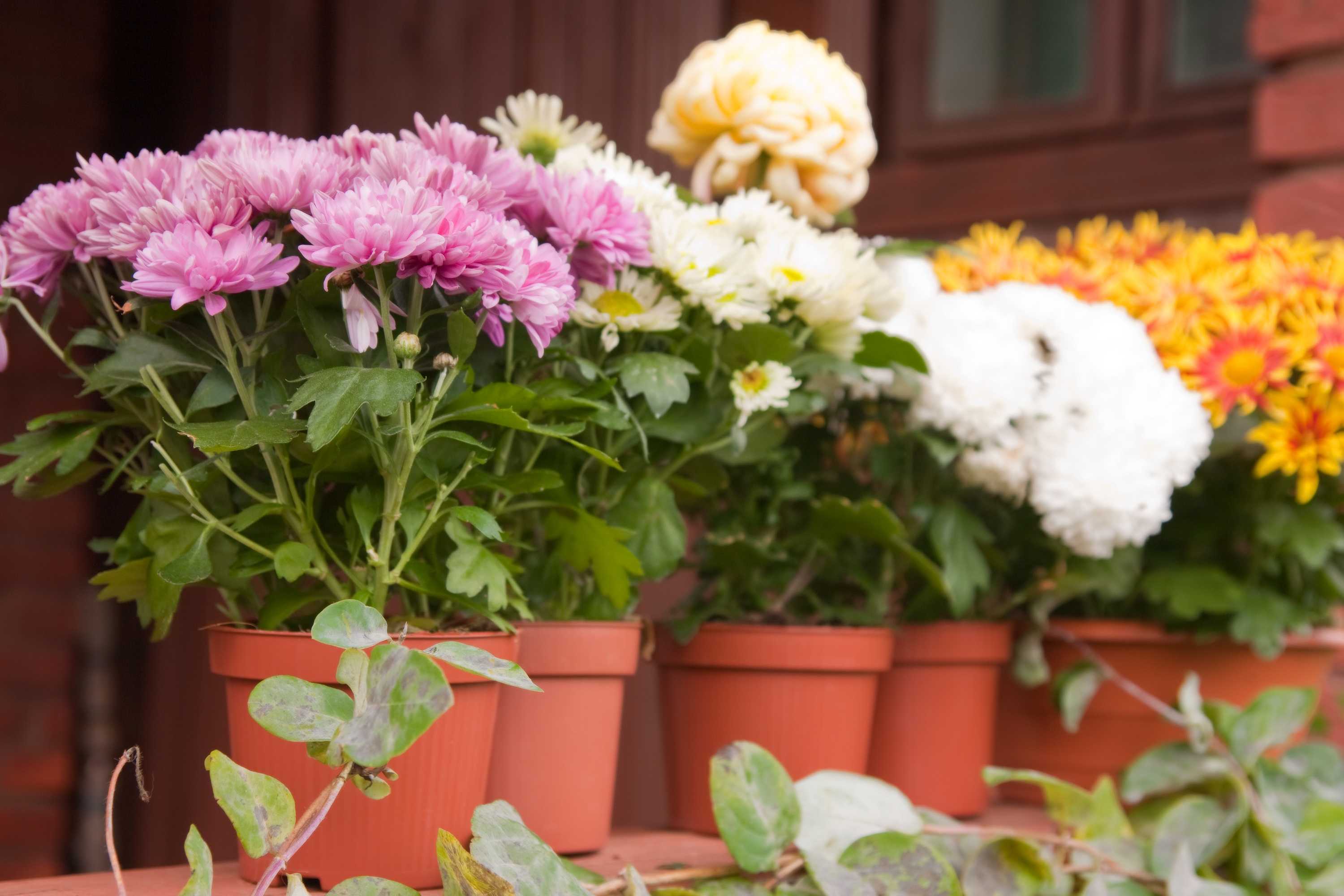 Вырастить хризантему из букета в домашних условиях с фото пошагово