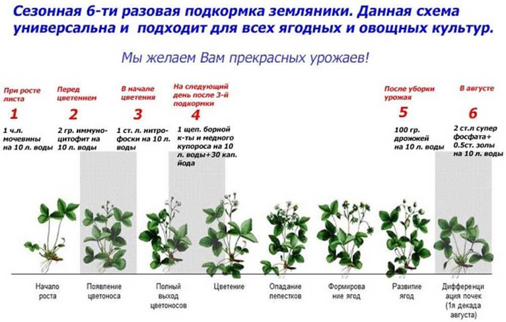 Схема удобрения цветов