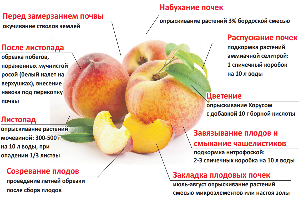Уход за вишней осенью: обрезка, полив, внесение удобрений