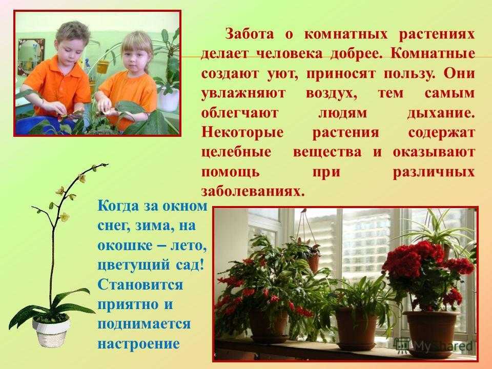 Комнатные растения польза и вред. Комнатные растения для детей. Человек и комнатные растения. Информация про разных комнатных растений. Комнатные цветы рекомендации.