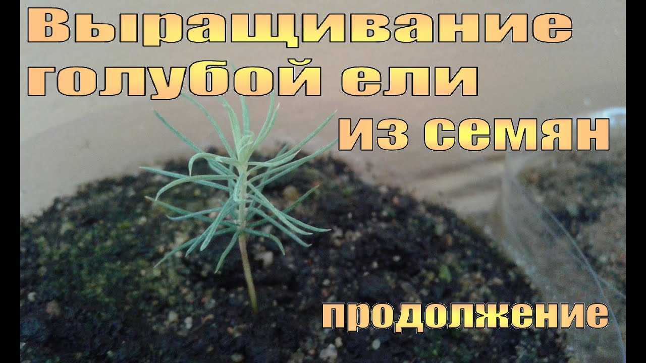 Как вырастить голубую ель из семян в домашних условиях фото пошагово в домашних условиях