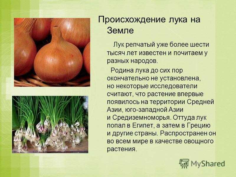 Происхождение лука как овощных культур