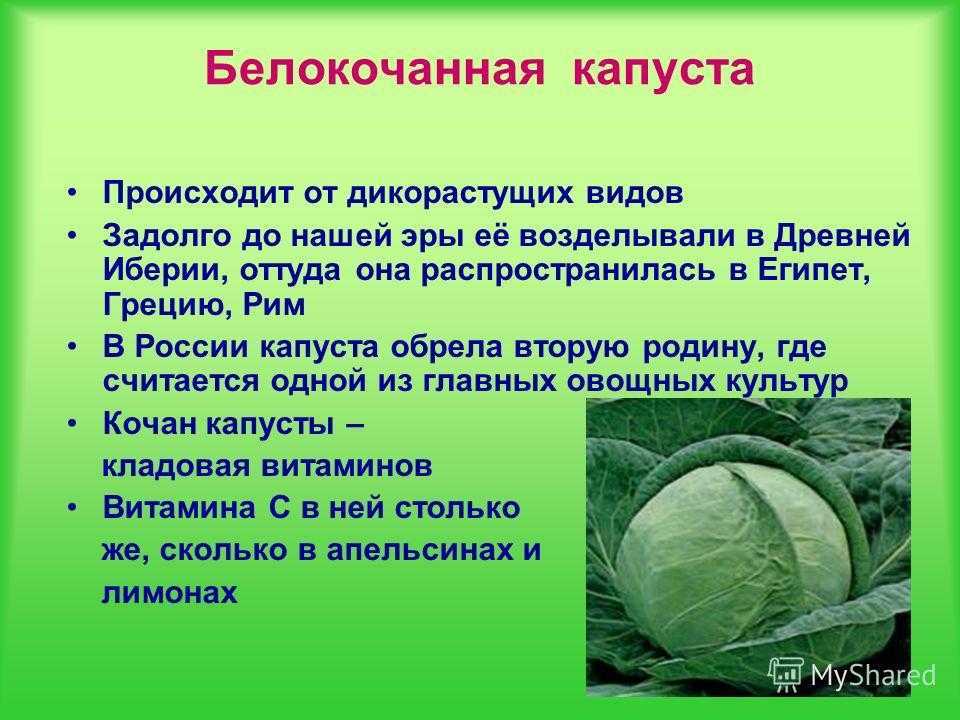 Проект о капусте