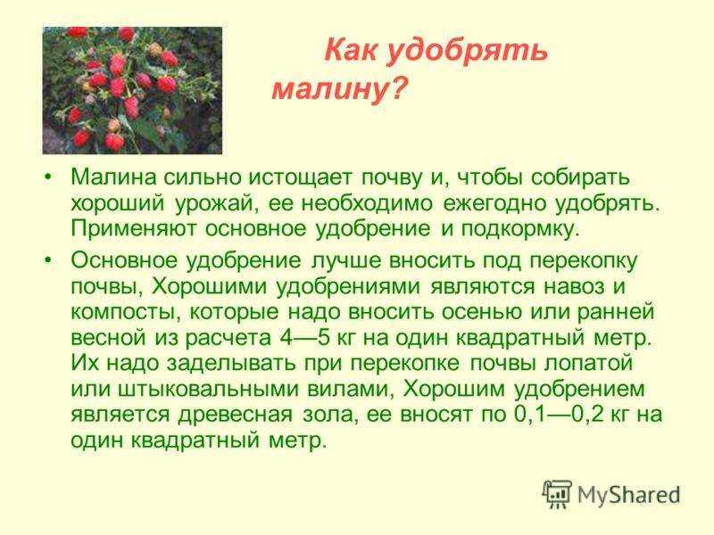 Уход за малиной весной после зимы, что делать, основные работы