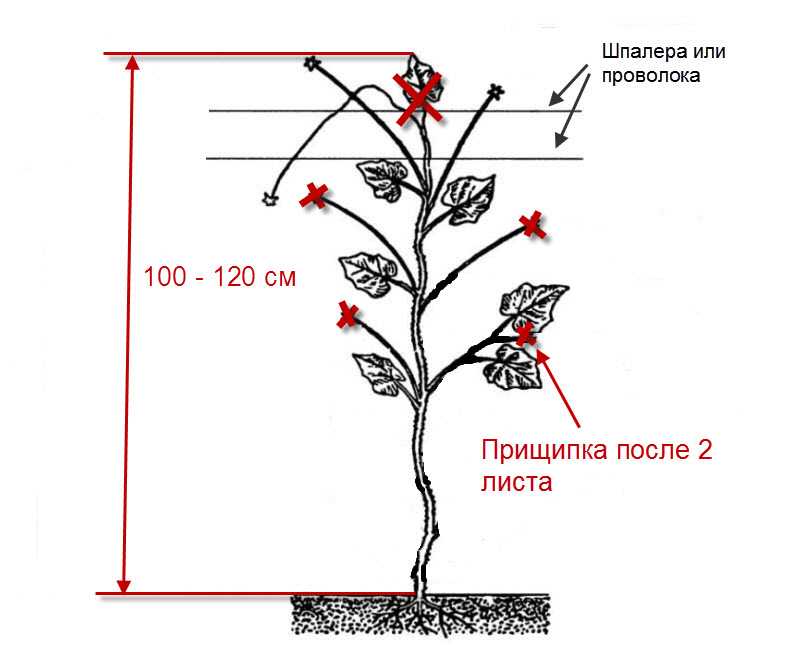Формирование кустов огурцов. Схема пасынкования огурцов. Огурцы схема пасынкования. Огурцы прищипывание в теплице схема. Схема прищипывания огурца.
