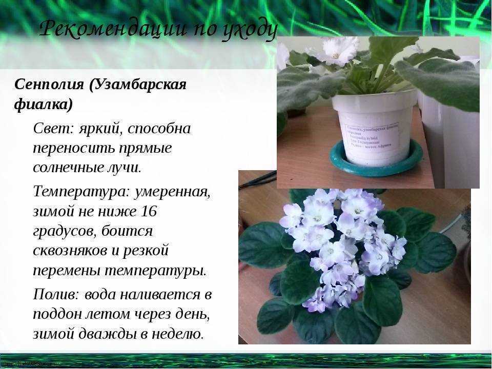 Уход за фиалками в домашних условиях: в чем отличие обычного комнатного растения от узамбарского, а также как правильно поливать фитильным методом? selo.guru — интернет портал о сельском хозяйстве