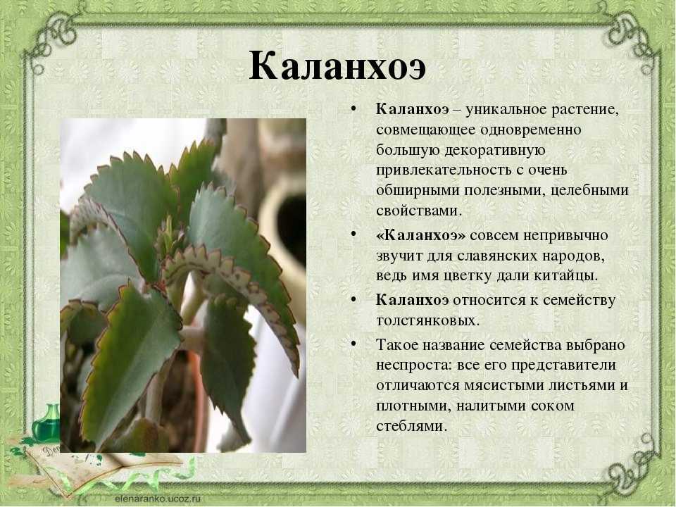 Каланхоэ лекарственное растение фото и название