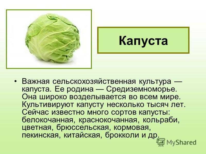 Картинки капусты описание