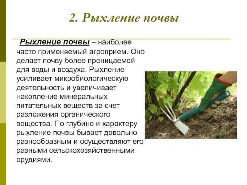 Окучивание - это лишние хлопоты или необходимая процедура для хорошего урожая?