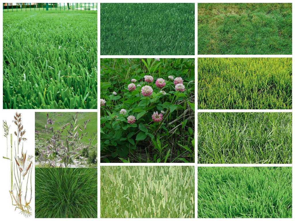 Как выбрать лучшую газонную траву: виды, отличия моно-газона от смеси, обзор популярных сортов, их плюсы и минусы, советы по посадке и уходу
