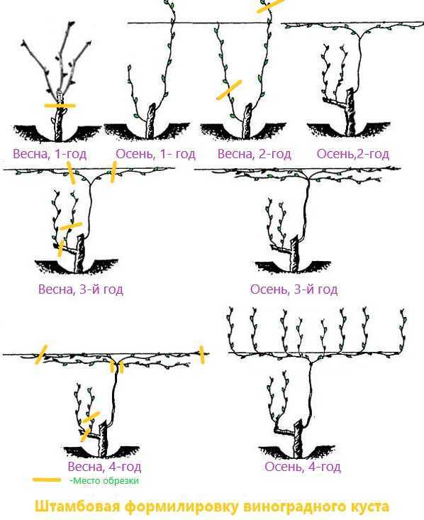 Виноград схема обрезки по годам