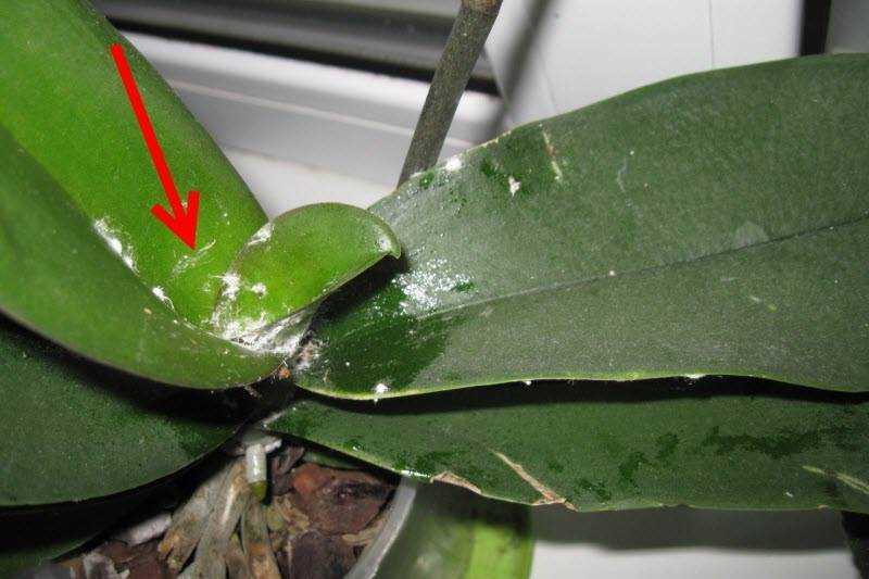 Липкие капли на листьях орхидеи фаленопсис – что делать