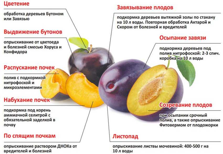 Схема обработки вишни от болезней и вредителей