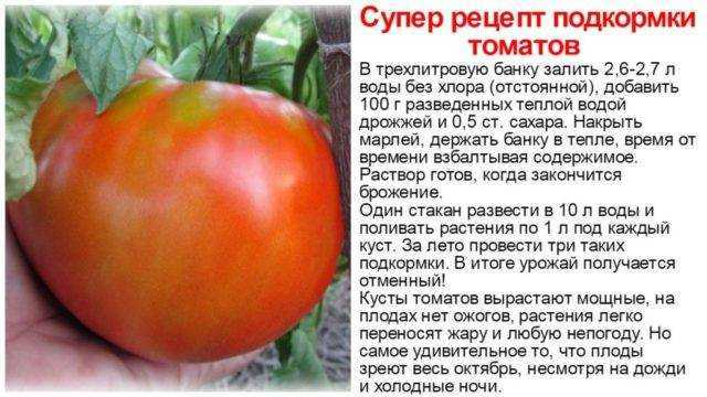 Йод для огурцов: правила, полезные советы, применение и варианты обработки йодом (125 фото)