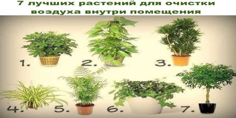 Аллергенные Комнатные Растения Фото И Названия