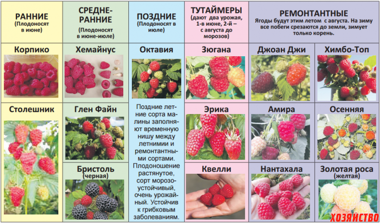 Кустовые ягоды список с картинками