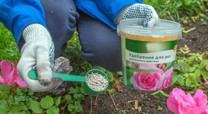 Чем подкормить комнатные цветы: подробное описание вариантов удобрений