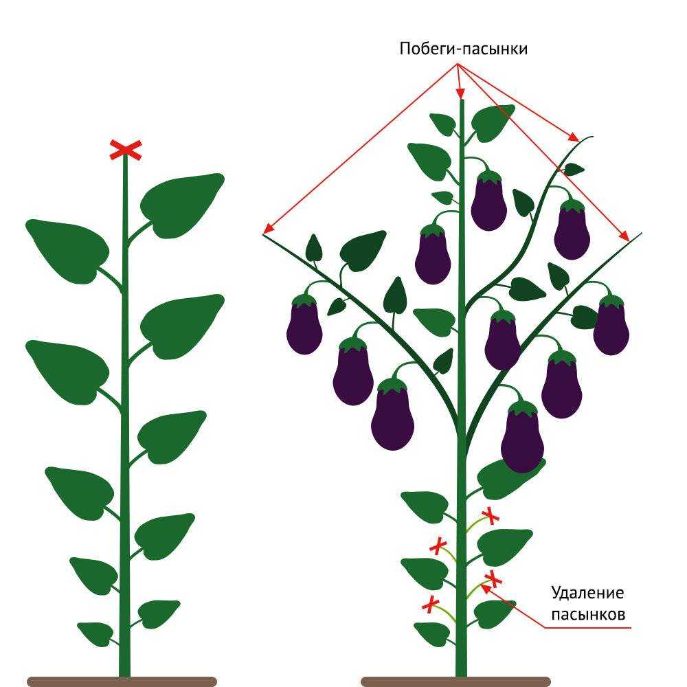 Схема пасынкования перца в теплице
