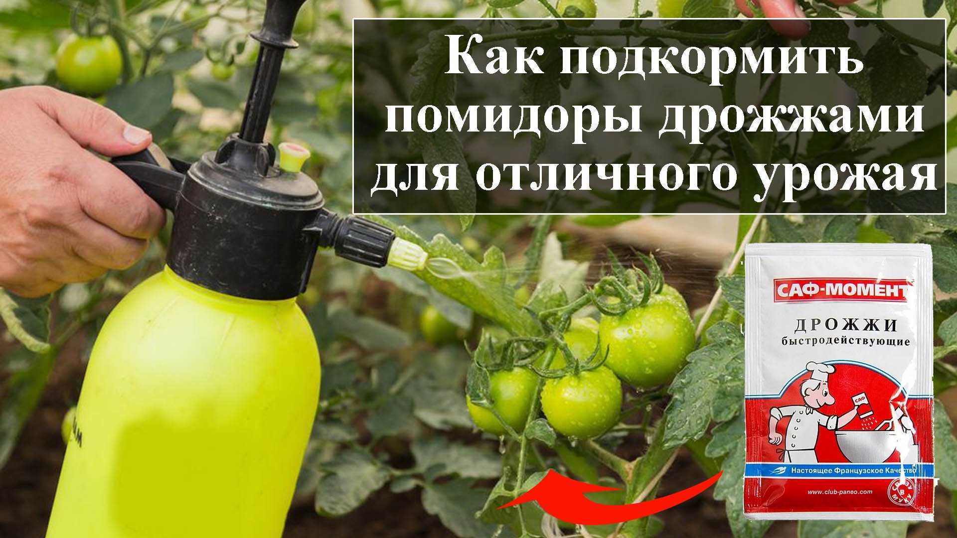 Как приготовить удобрение для огурцов и помидор