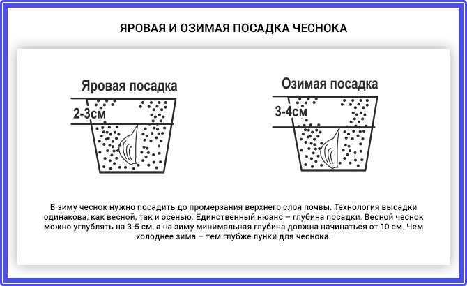 Схема высадки чеснока