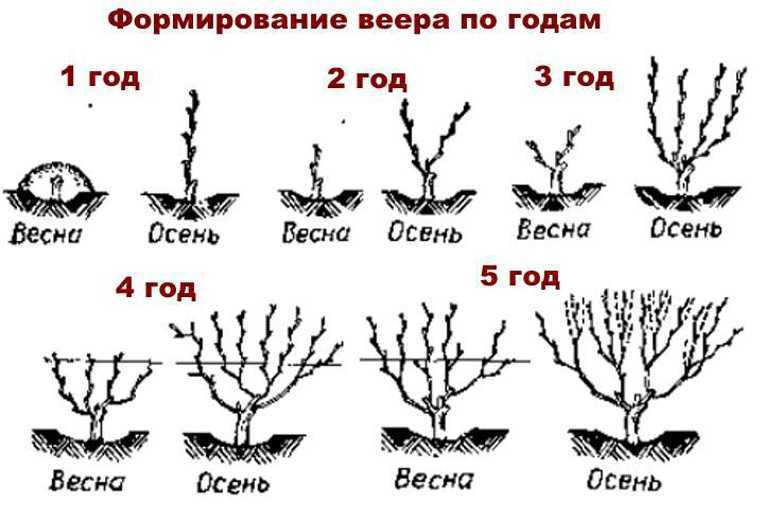 Виноград обрезка летом схема