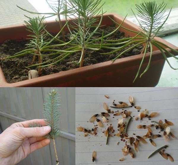 Как растет елка из семян фото по годам