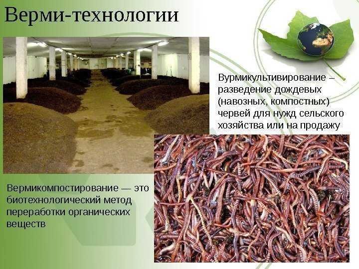 Польза и вред от дождевого червя
