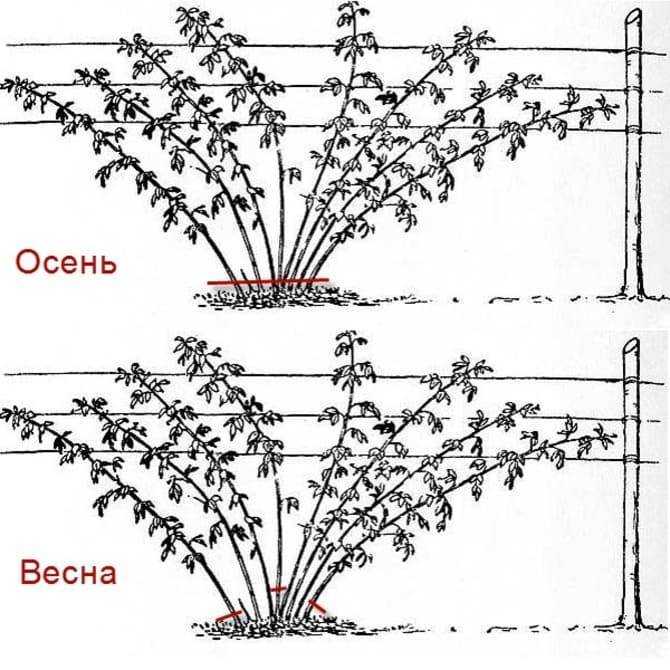 Когда сажать ежевику. Посадка ремонтантной малины весной. Схема посадки ремонтантной малины весной. Обрезка ремонтантной малины. Обрезка ремонтантной малины весной схема.
