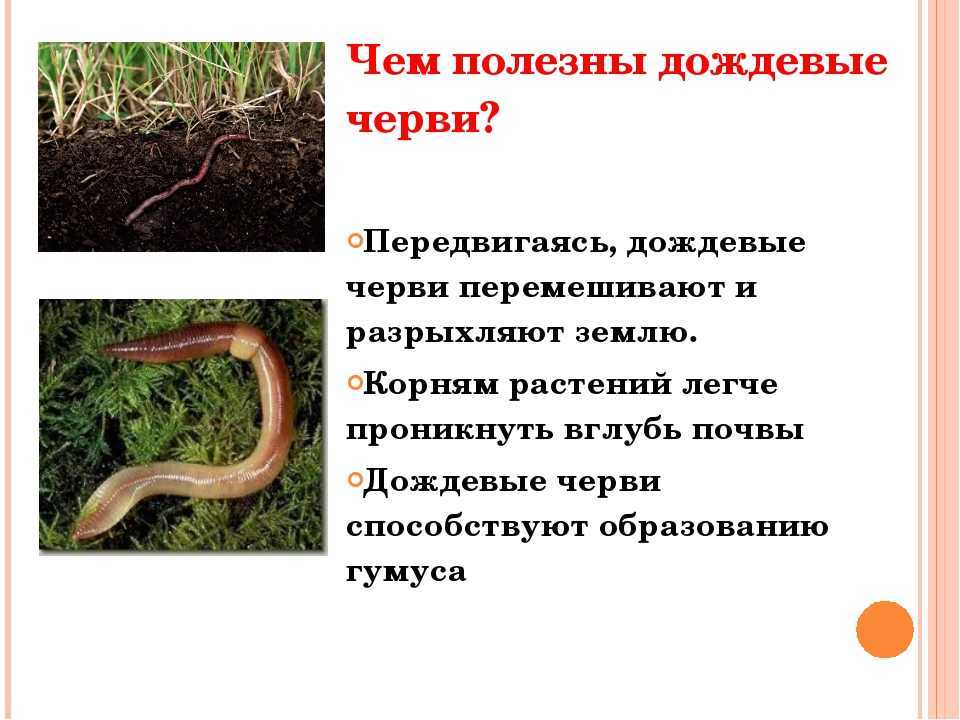 Дождевой червь относится к группе. Польза дождевых червей. Полезные земляные черви.