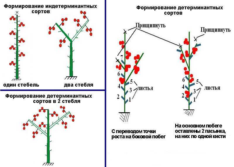 Как правильно формировать сладкий перец?