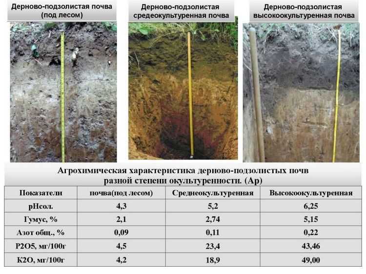 Таблица почвы подзолистая. Дерново-подзолистые почвы характеристика. Описание дерново-подзолистой почвы. Дерново-подзолистые почвы состав. Дерново-подзолистые почвы гумусовый Горизонт.