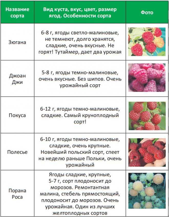 Малина весной: уход, обрезка, подкормка, обработка от вредителей
