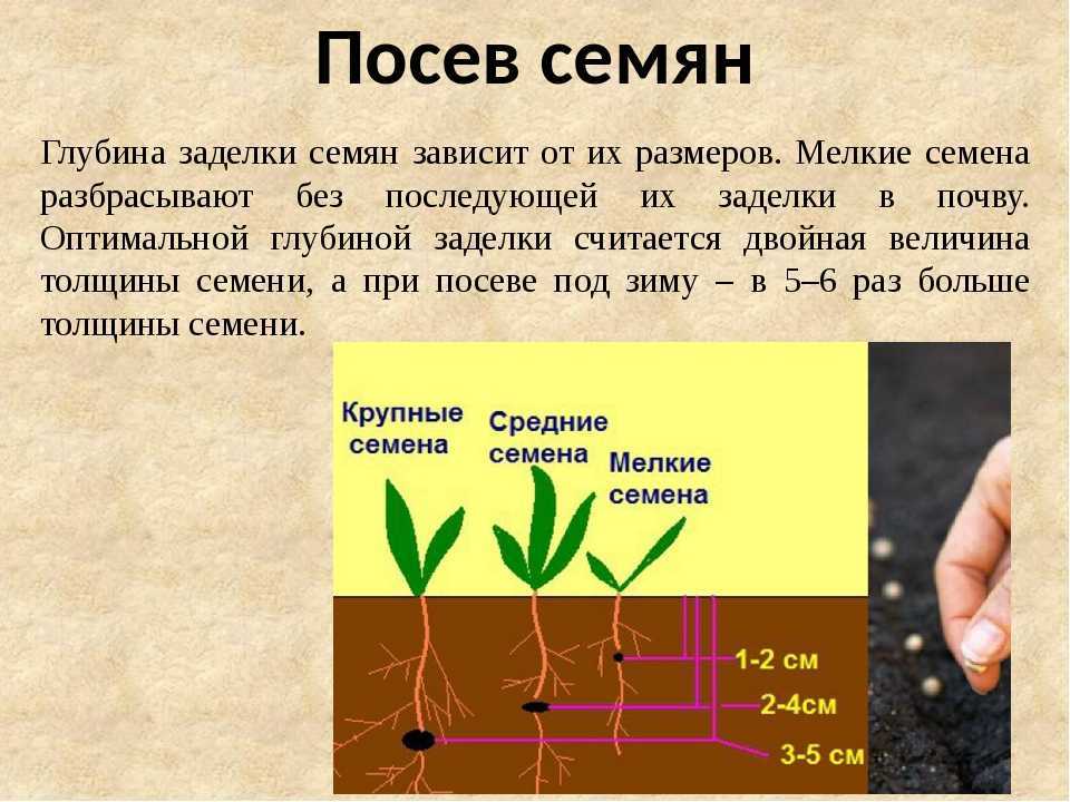 От чего зависит время посева семян используя рисунок на с 133 назовите