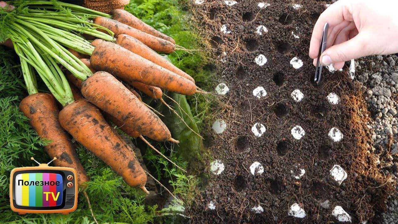 Правильная посадка моркови. Морковь посевная семена. Семена моркови на грядке. Морковь в открытом грунте. Посев моркови.