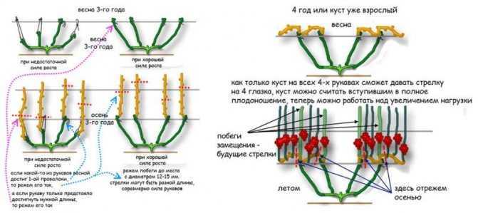 Обрезка винограда весной 4 года схема