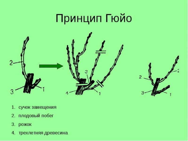 Виноград обрезка летом схема